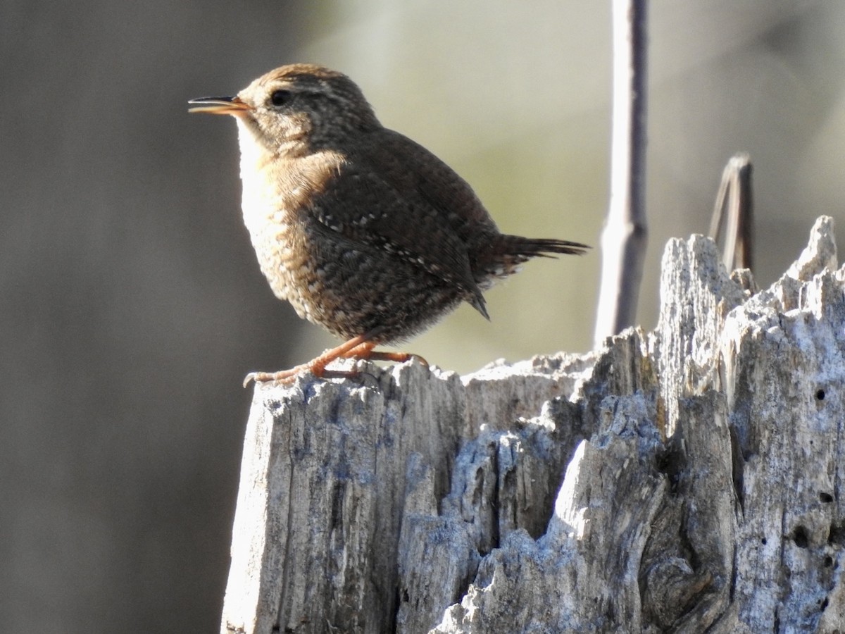 Chochín Hiemal - ML646140351