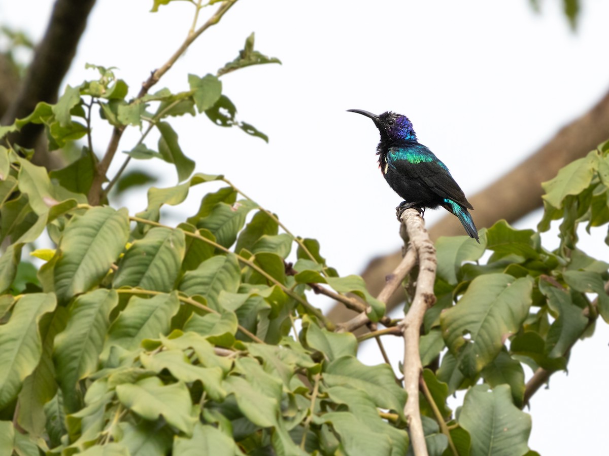 Suimanga Espléndido - ML646140352