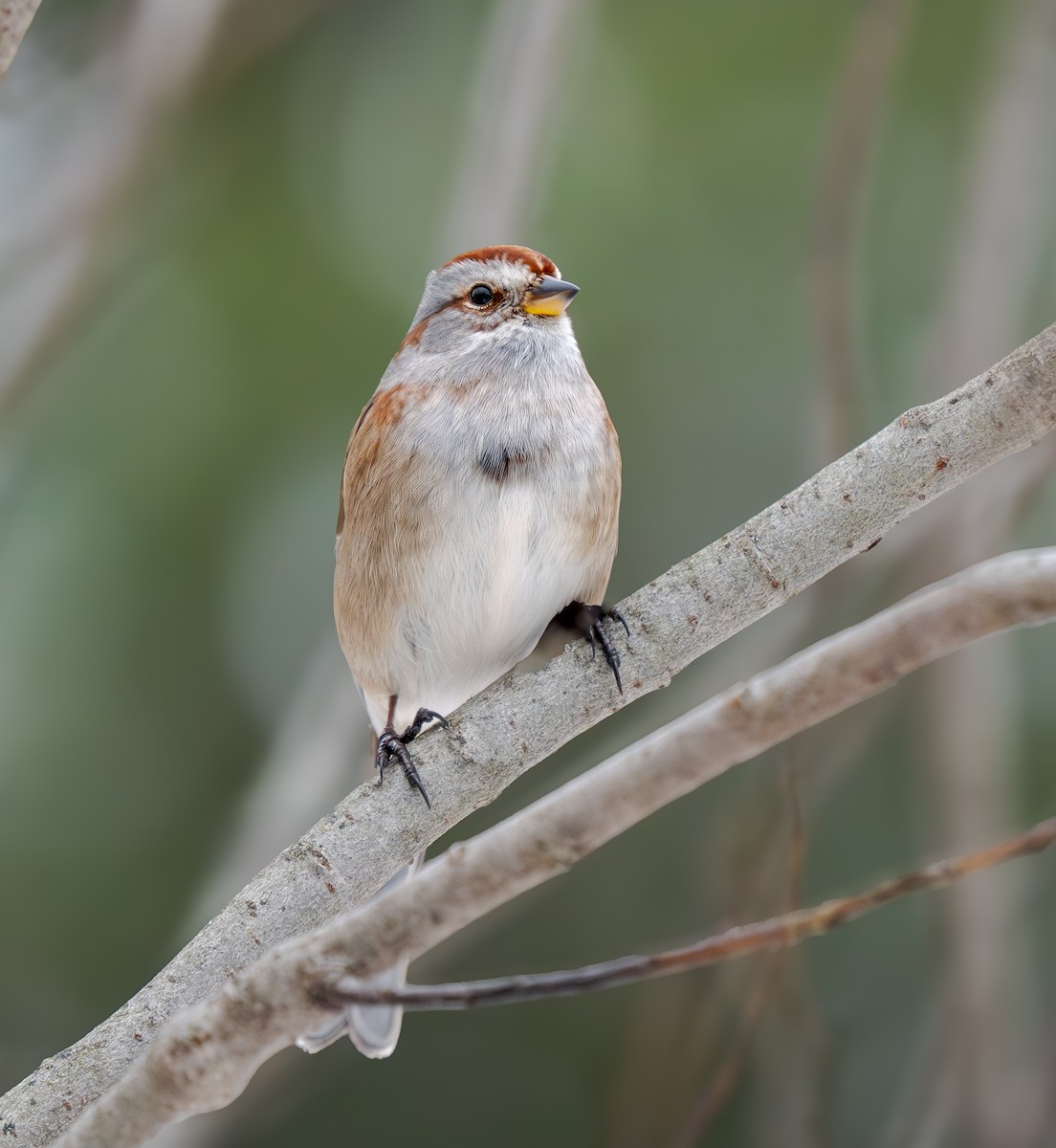 Chingolo Arbóreo - ML646140353