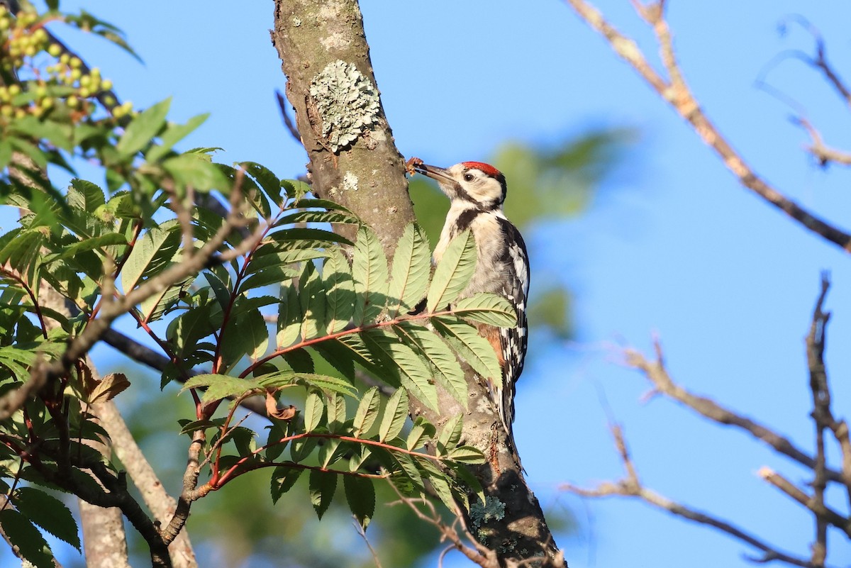 Pico Picapinos - ML646140354
