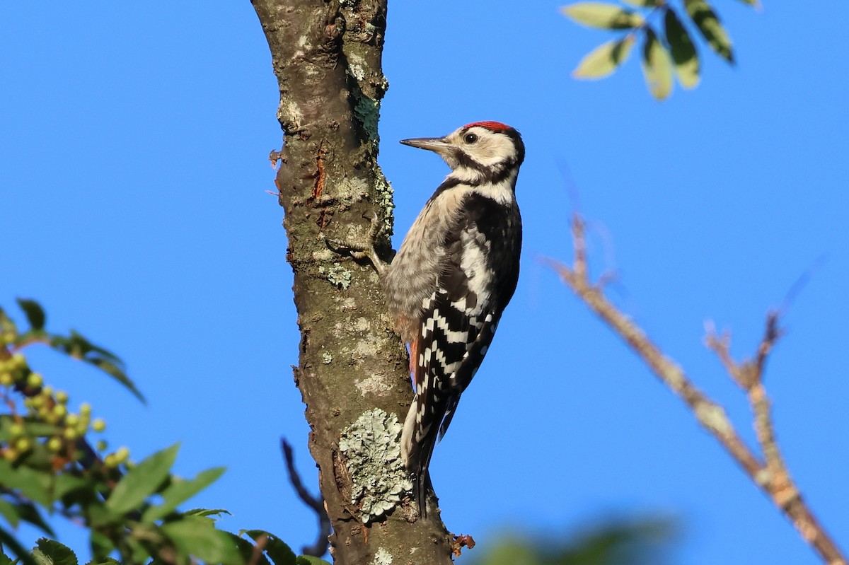 Pico Picapinos - ML646140357