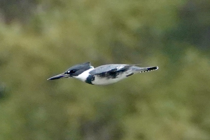 Martín Gigante Norteamericano - ML646140359