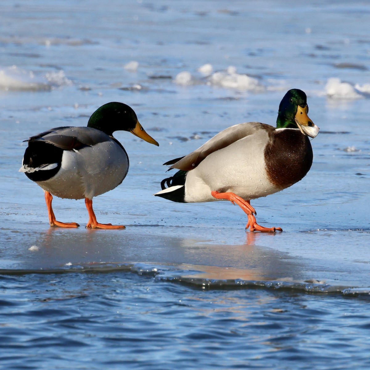 Mallard - ML646140361