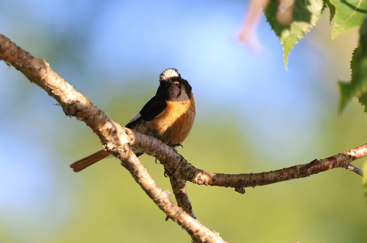 חכלילית סיבירית - ML646140362