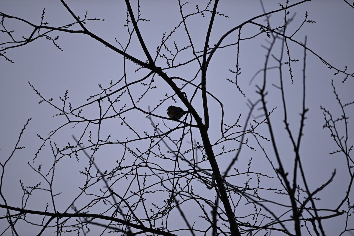 Eastern Bluebird - ML646140364