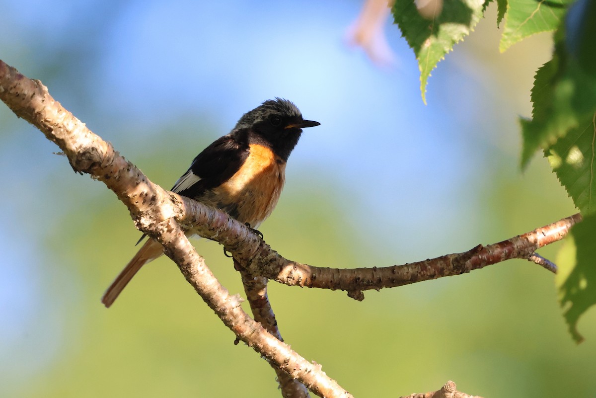חכלילית סיבירית - ML646140365