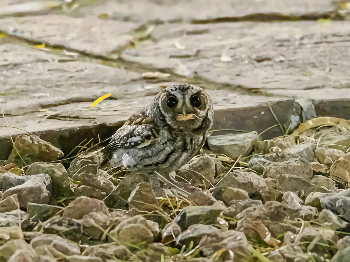 flammeugle - ML646140370