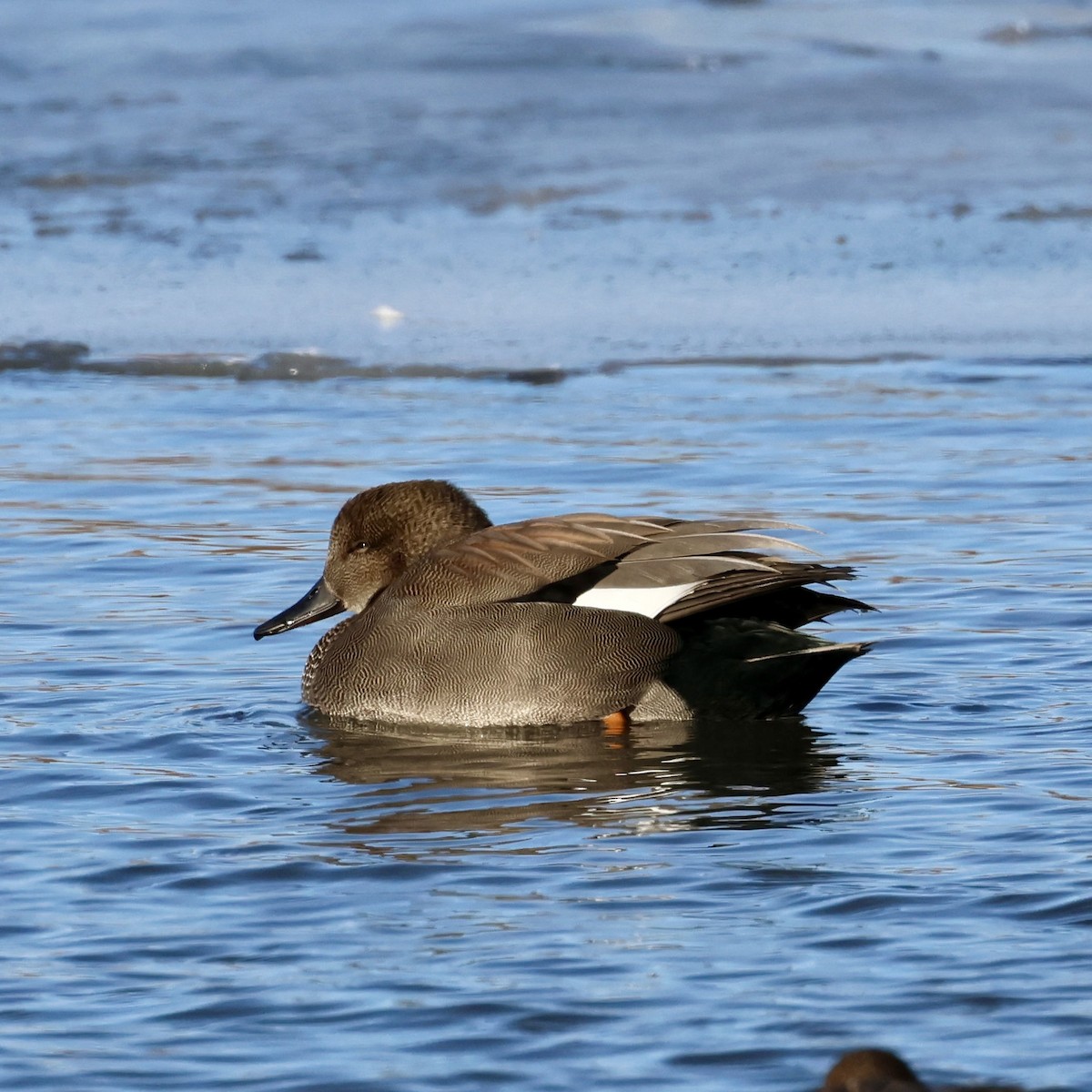 オカヨシガモ - ML646140372