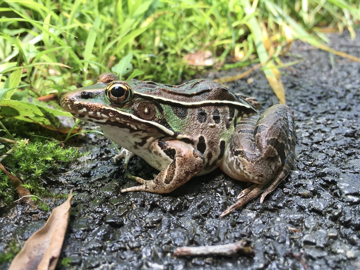 Southern Leopard Frog - ML646140373