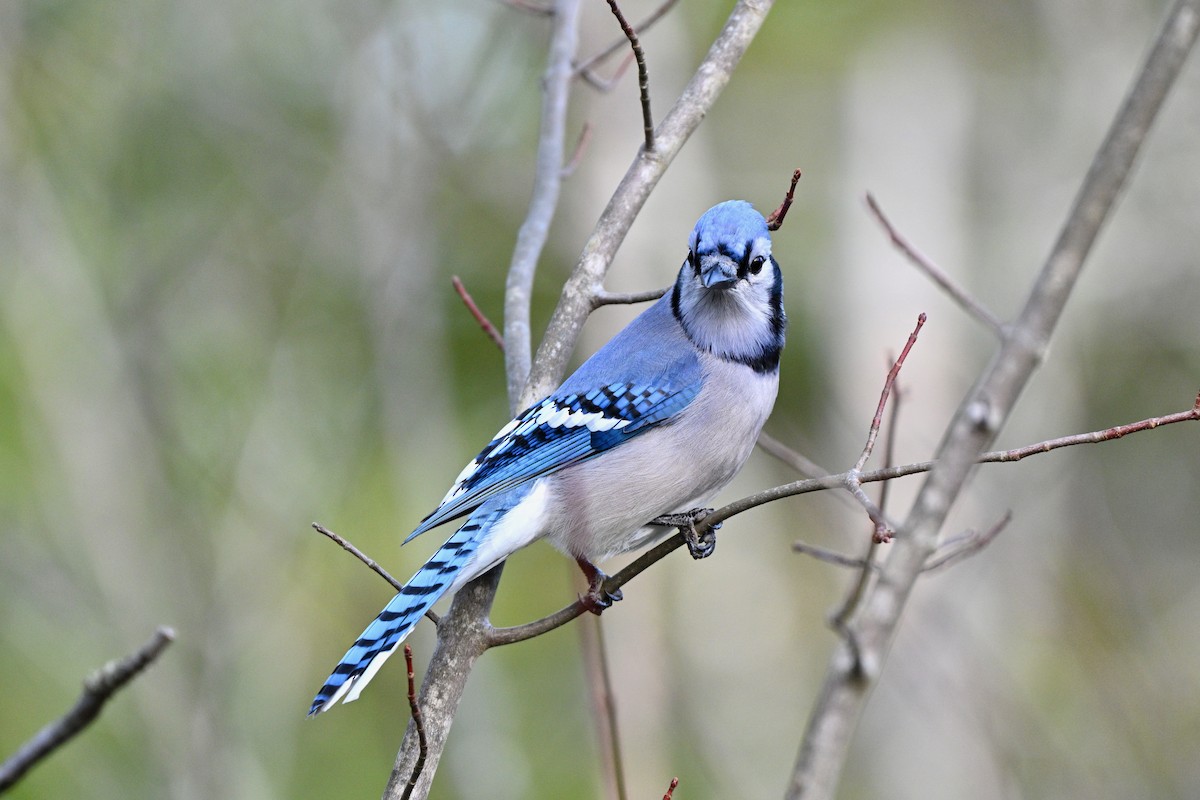Blue Jay - ML646140374