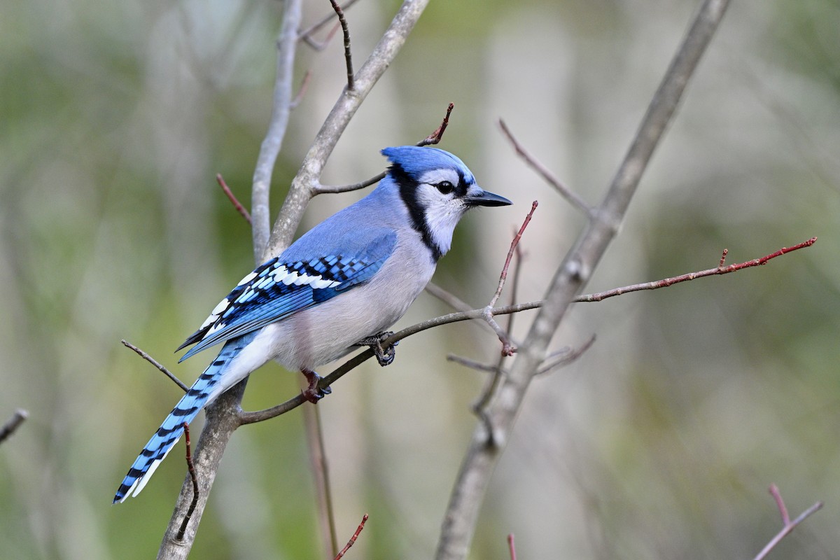 Blue Jay - ML646140375