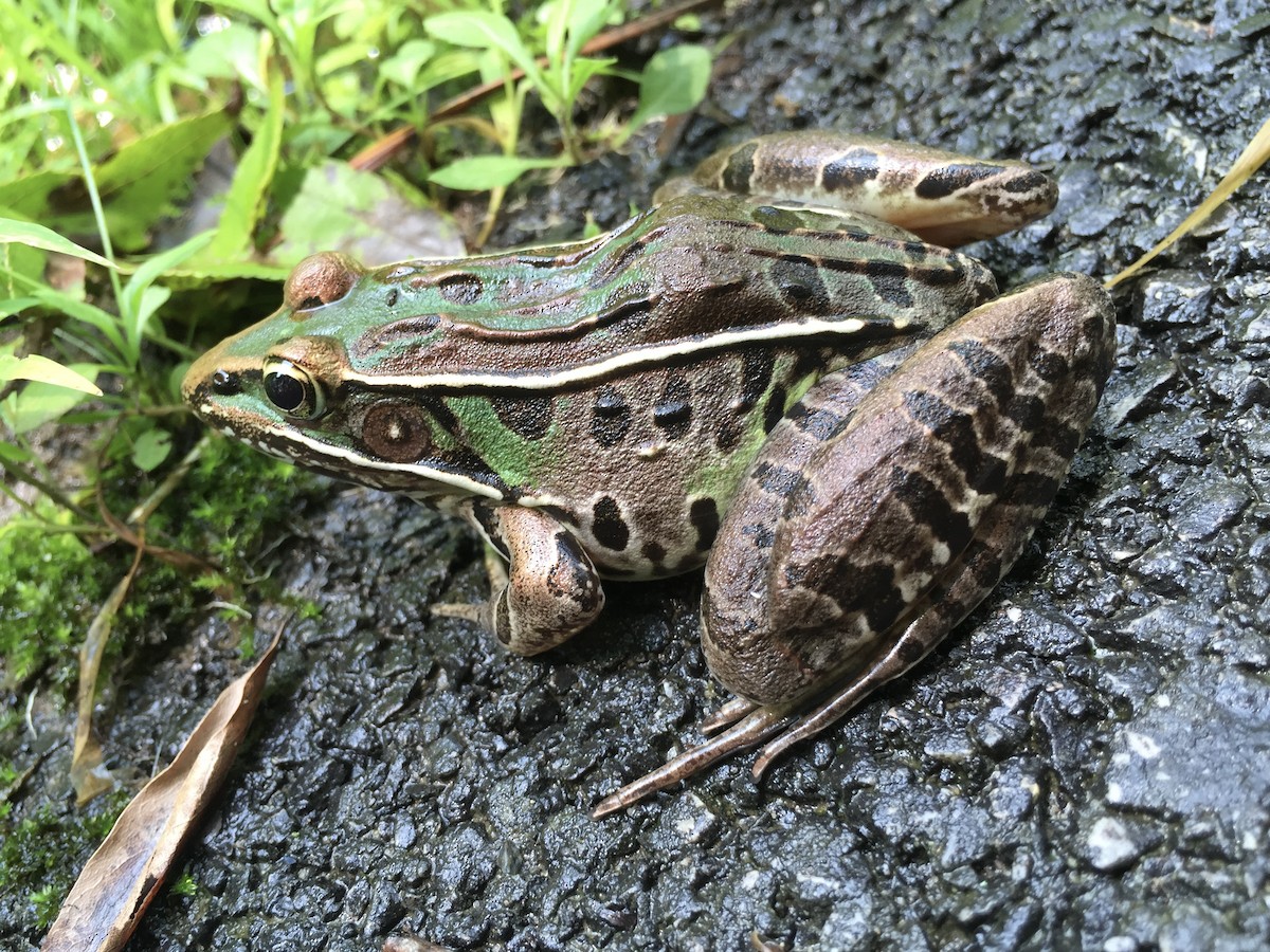 Southern Leopard Frog - ML646140376