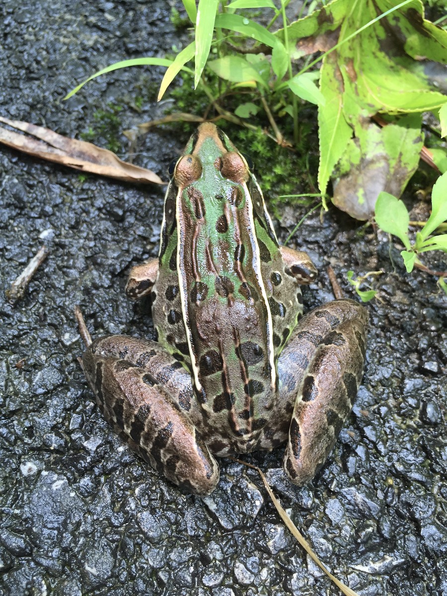 Southern Leopard Frog - ML646140377