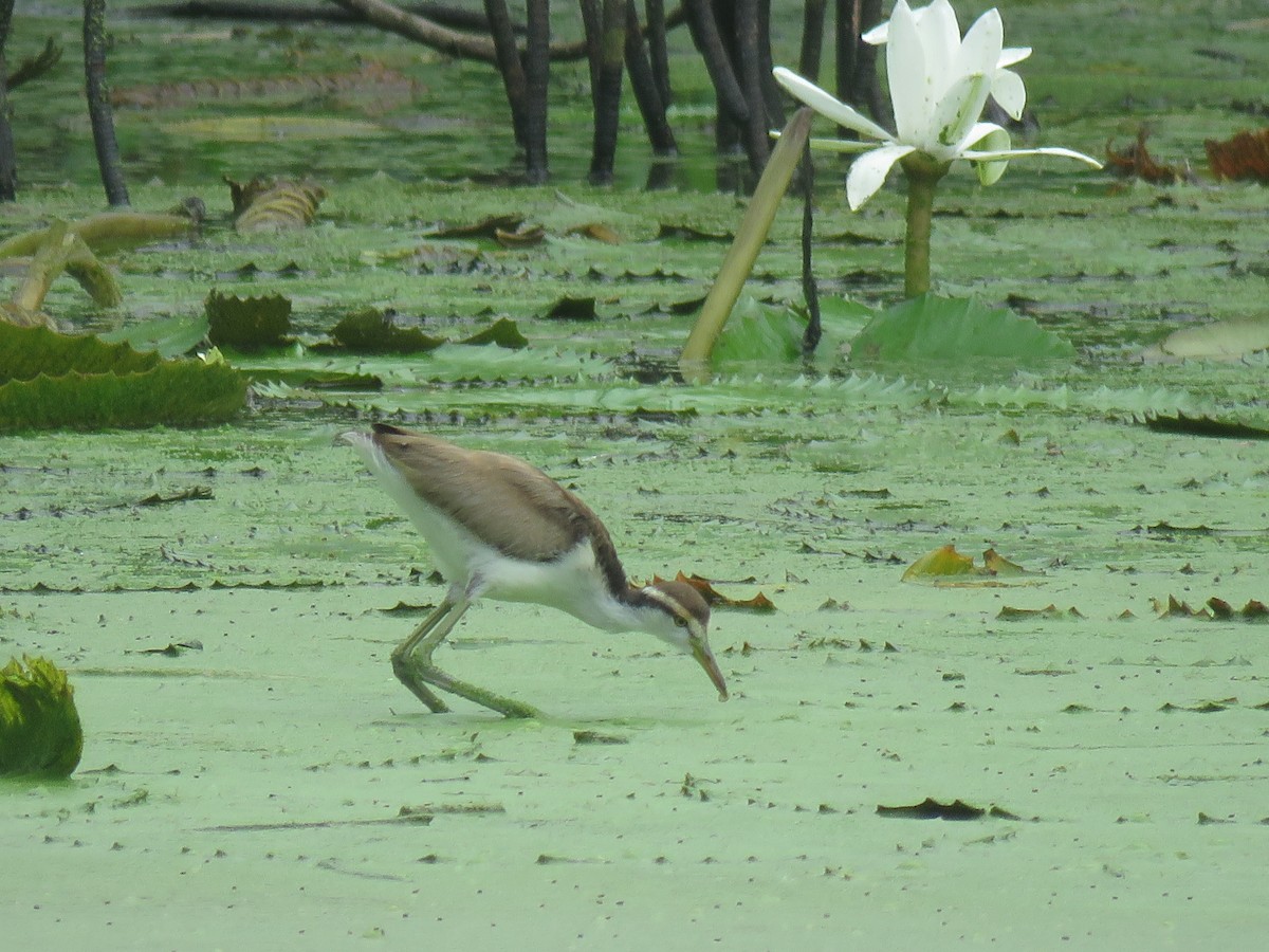 slípka americká - ML646140393