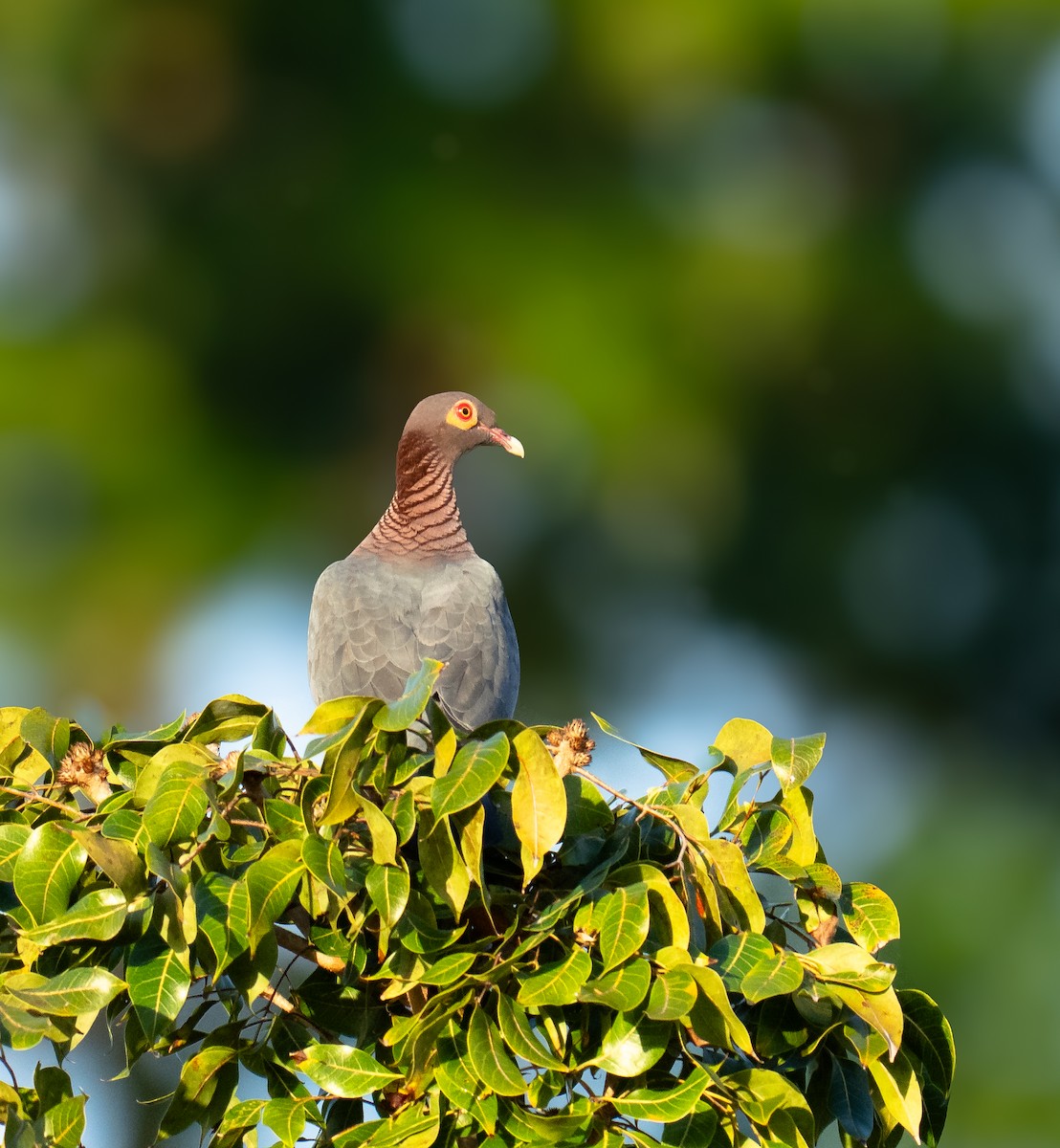 Scaly-naped Pigeon - ML646140396