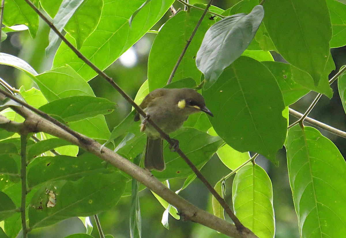 Yellow-spotted Honeyeater - ML646140398