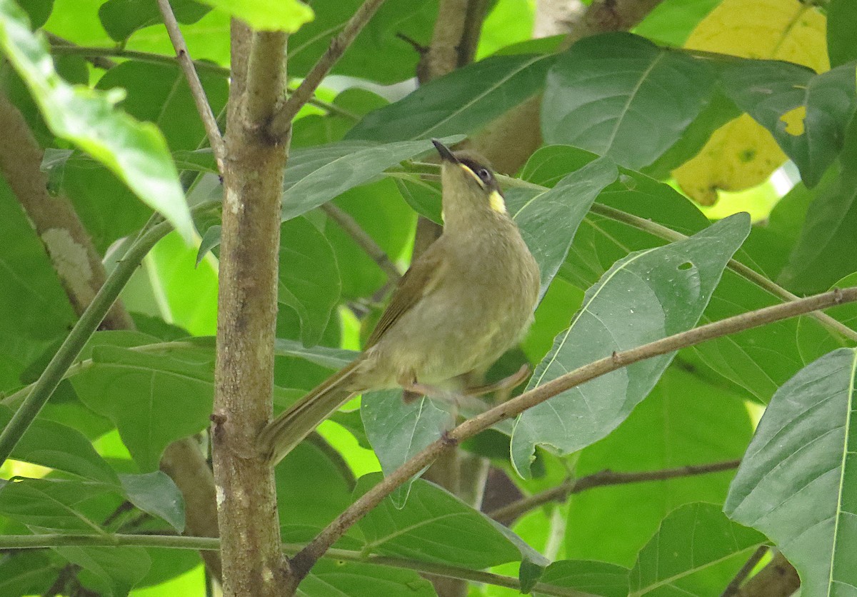 Yellow-spotted Honeyeater - ML646140399