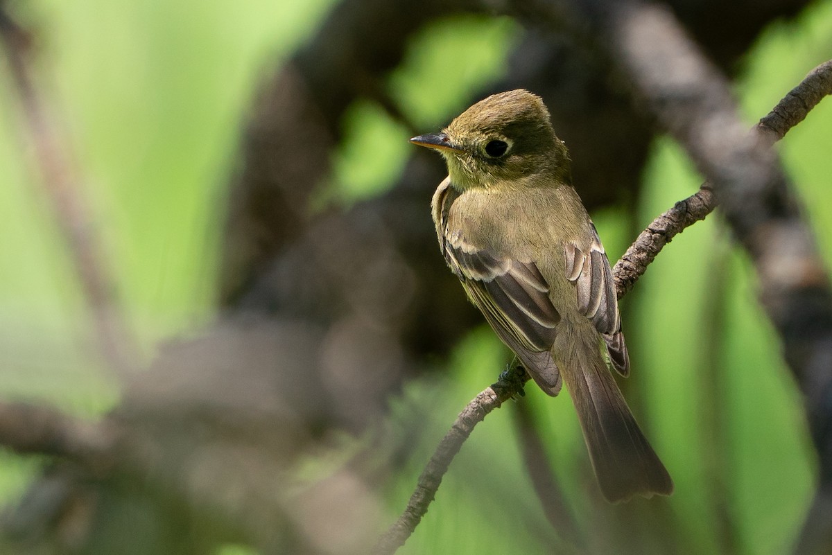 Western Flycatcher - ML646140400