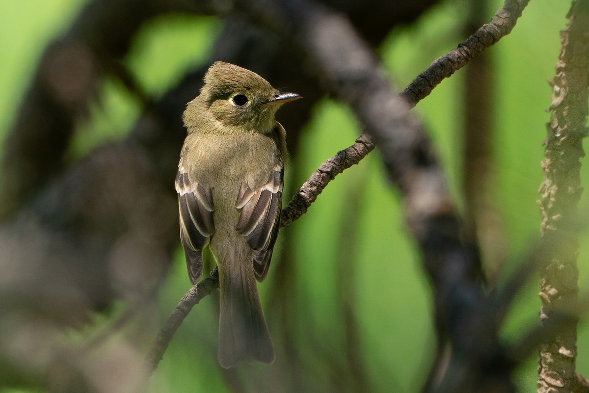 Western Flycatcher - ML646140401