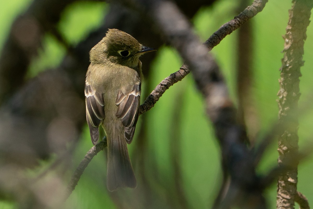Western Flycatcher - ML646140402