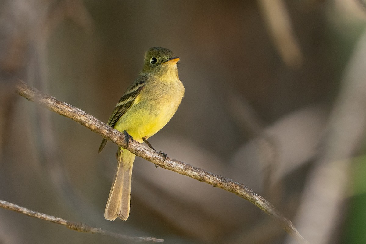 Western Flycatcher - ML646140403