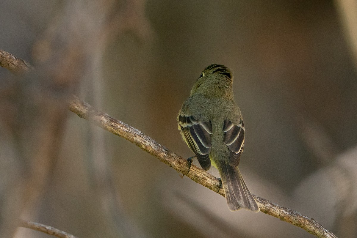Western Flycatcher - ML646140404
