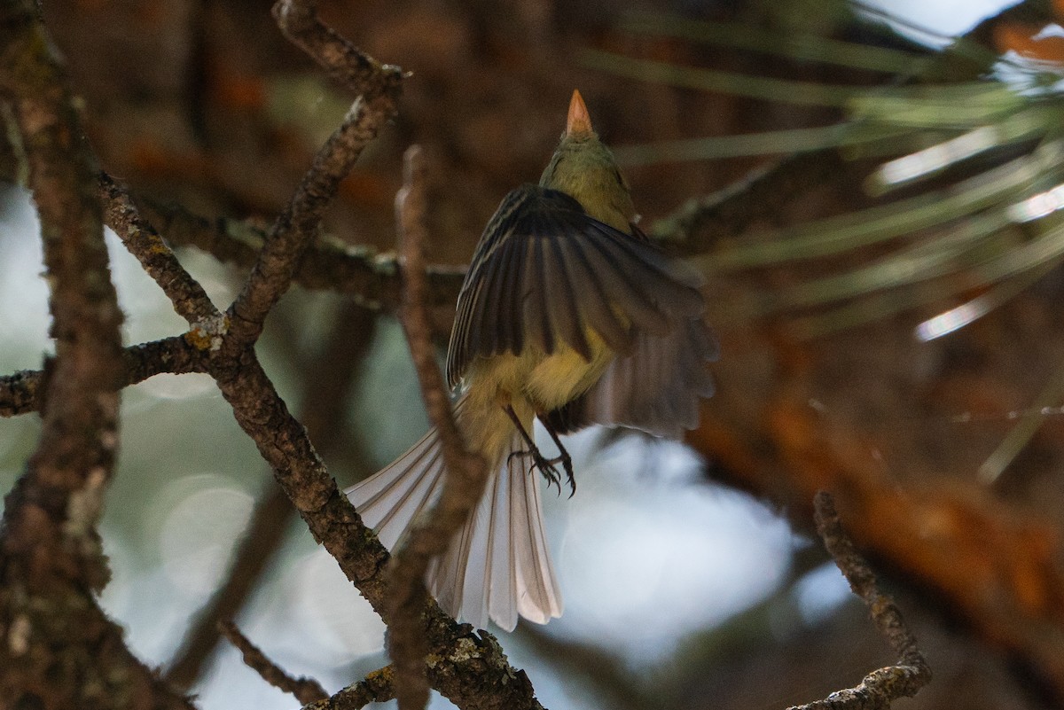Western Flycatcher - ML646140405