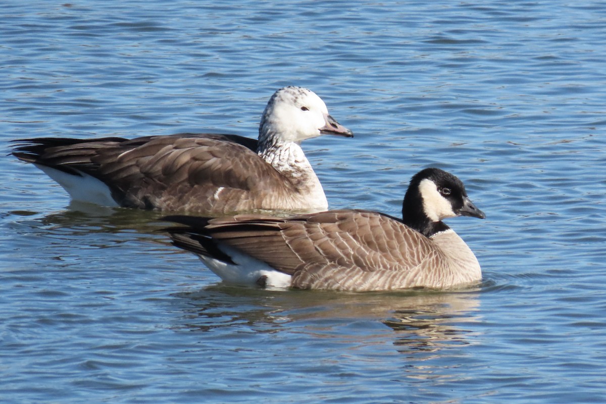 berneška malá - ML646140416