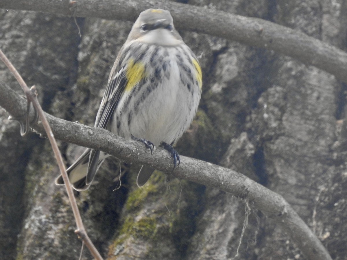 Yellow-rumped Warbler - ML646140421