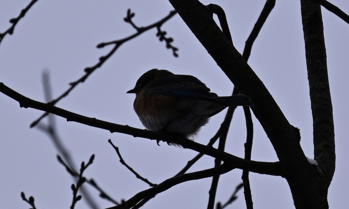 Eastern Bluebird - ML646140422