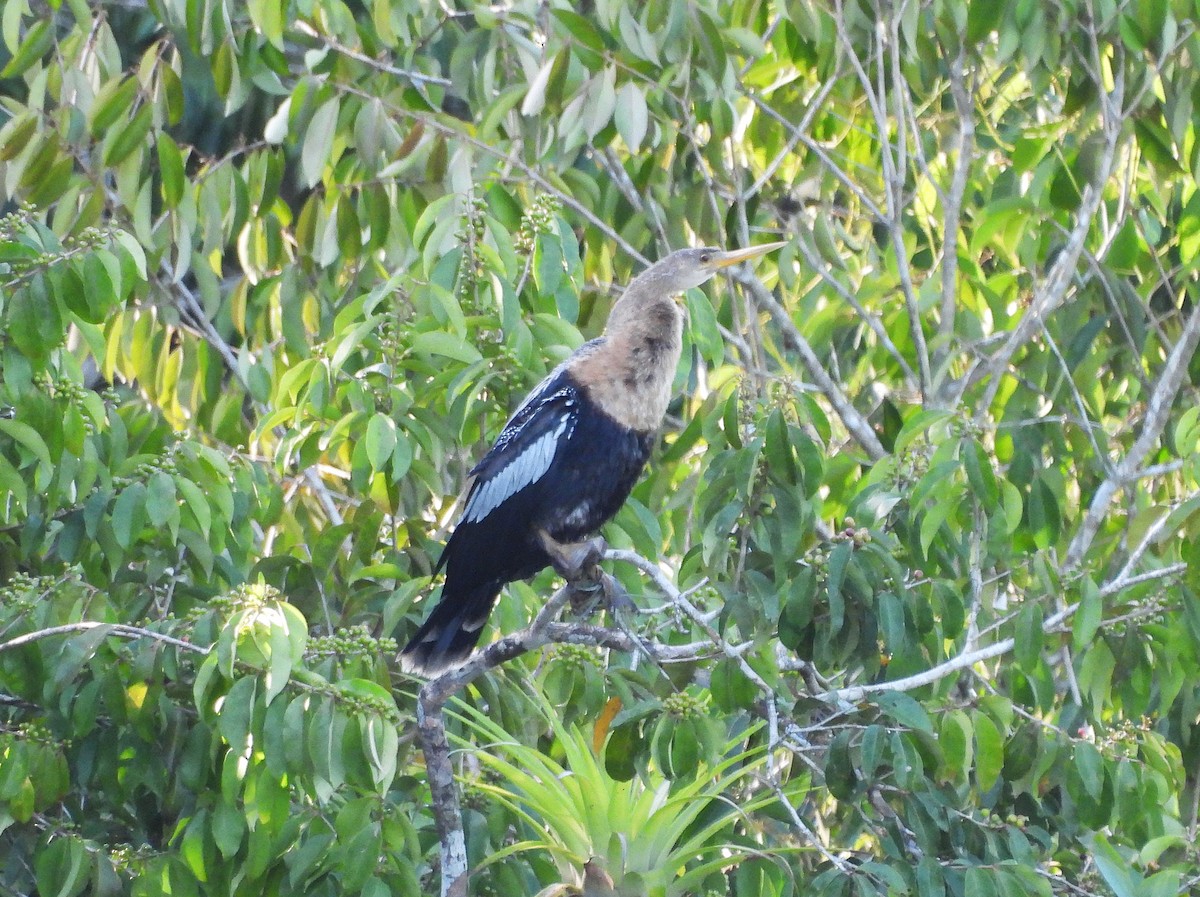Anhinga - ML646140424