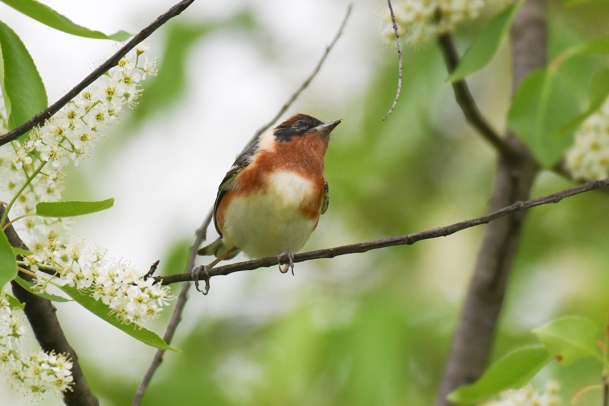 Bay-breasted Warbler - ML646140433