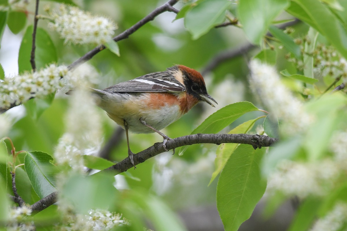 Bay-breasted Warbler - ML646140434