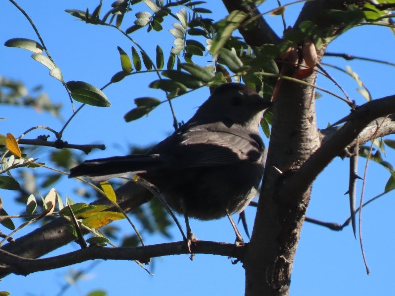 Gray Catbird - ML646140435