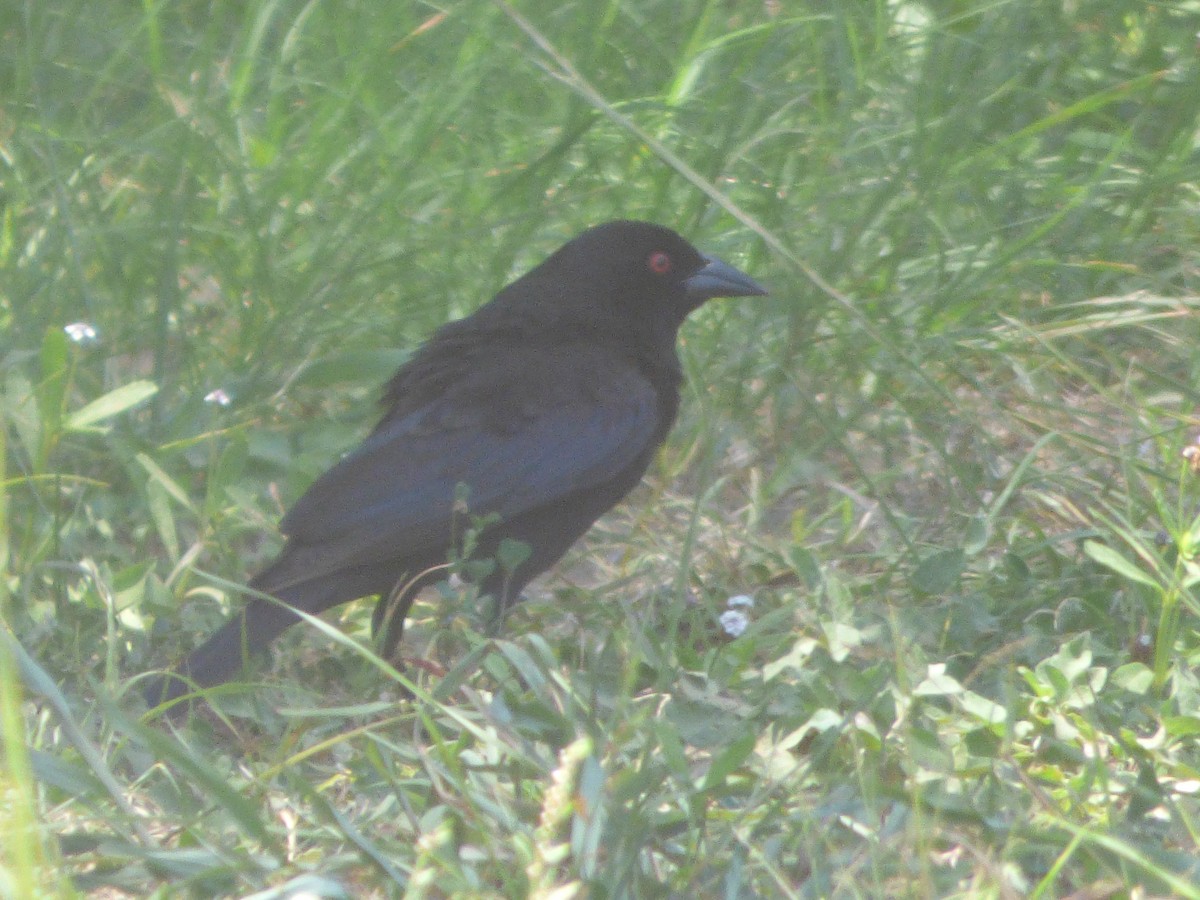 Красноглазый трупиал - ML646140438