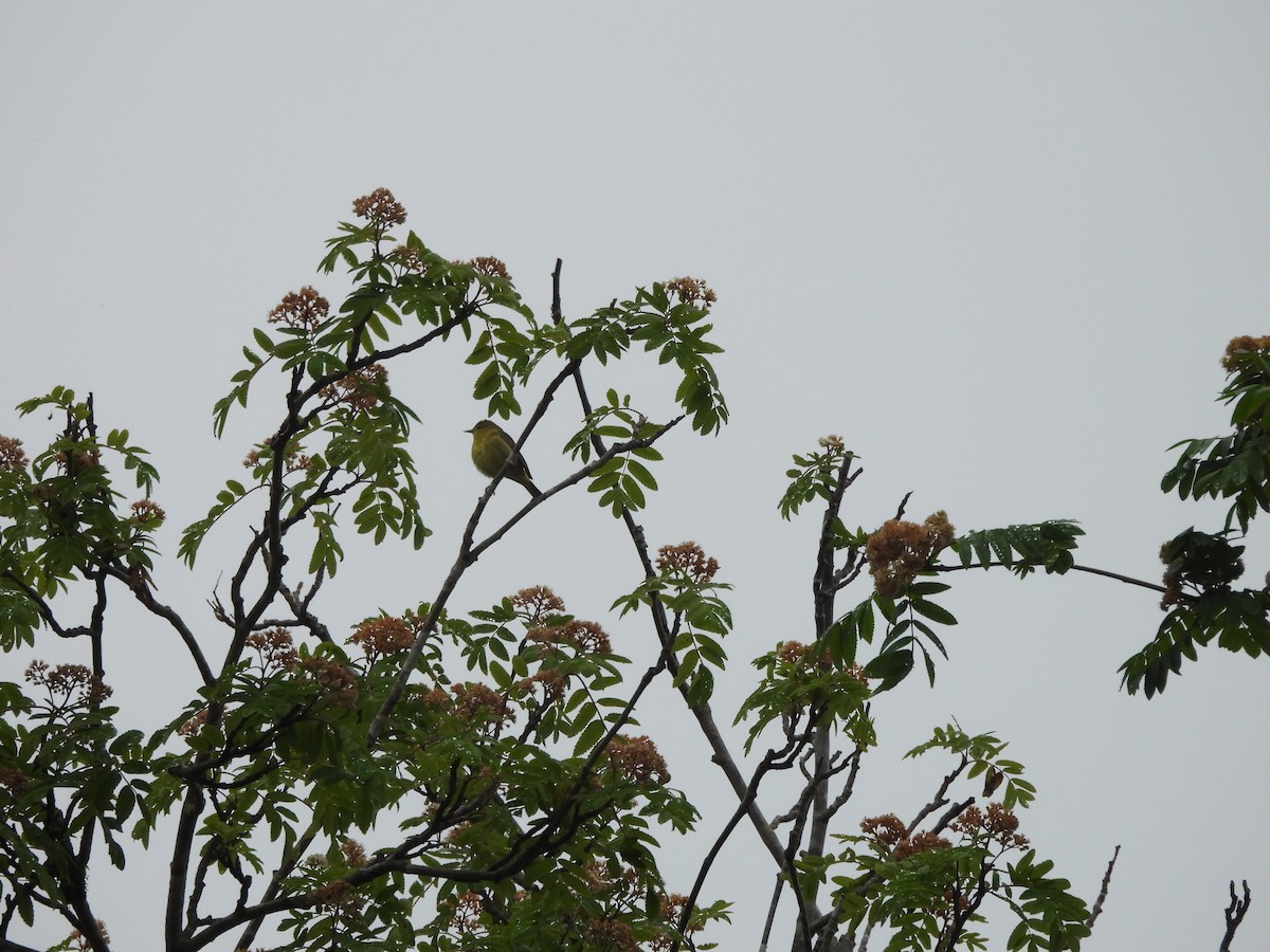 Orange-crowned Warbler - ML646140442
