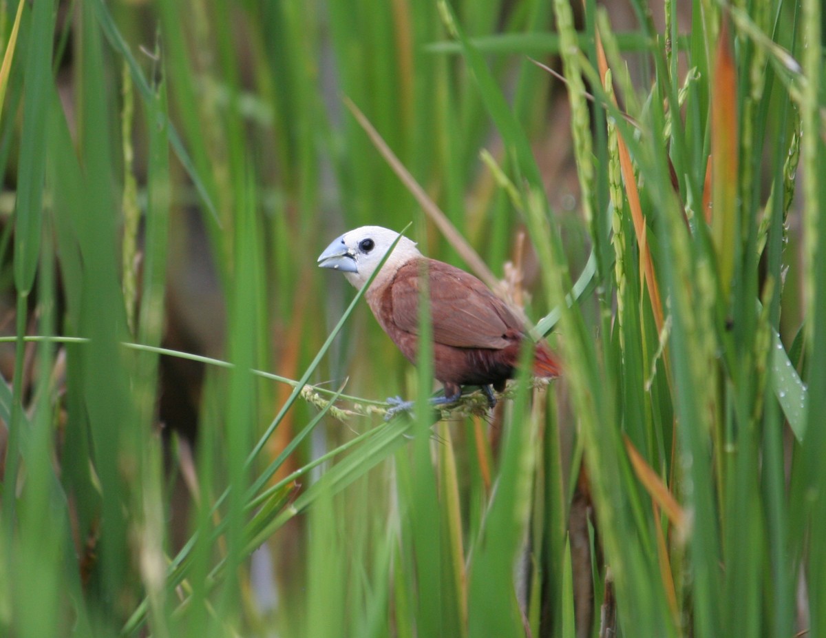 White-headed Munia - ML646140451