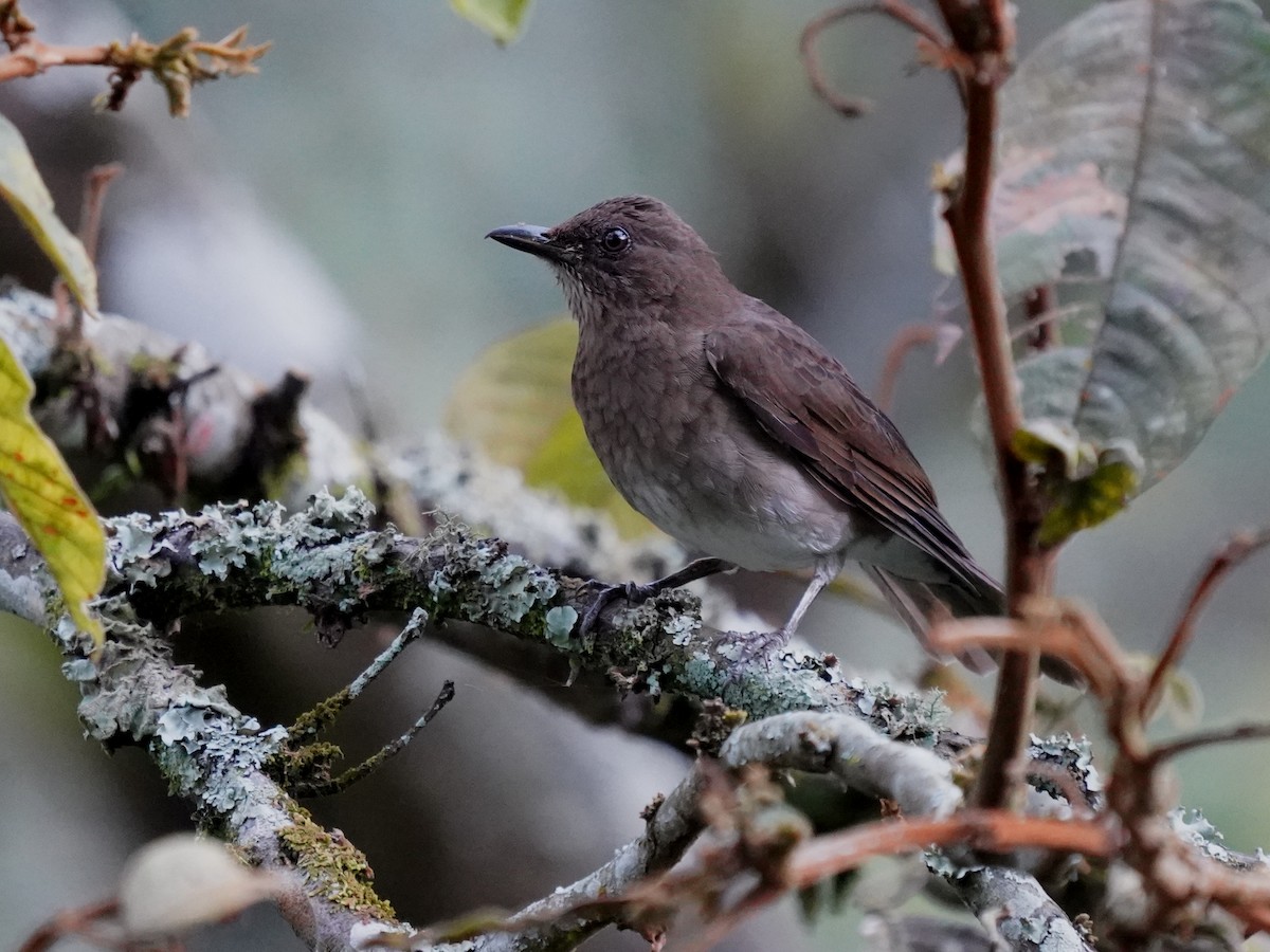 Black-billed Thrush - ML646140452