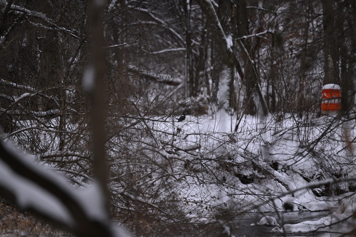 Belted Kingfisher - ML646140454