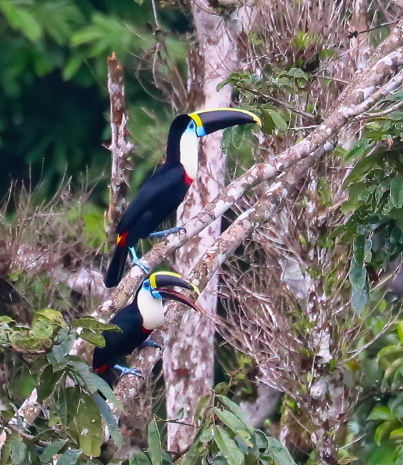 White-throated Toucan - ML646140468