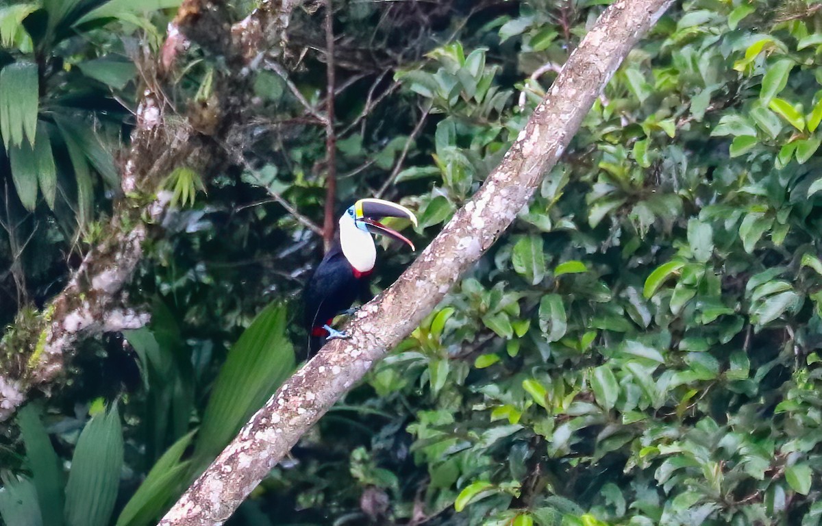 White-throated Toucan - ML646140469