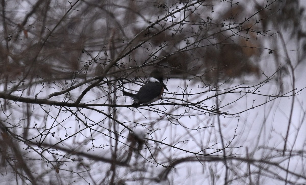 Belted Kingfisher - ML646140495