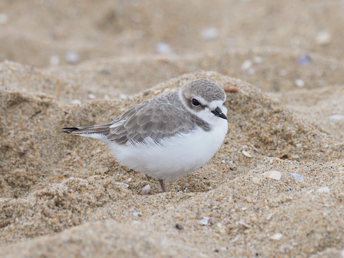 Snowy Plover - ML646140499