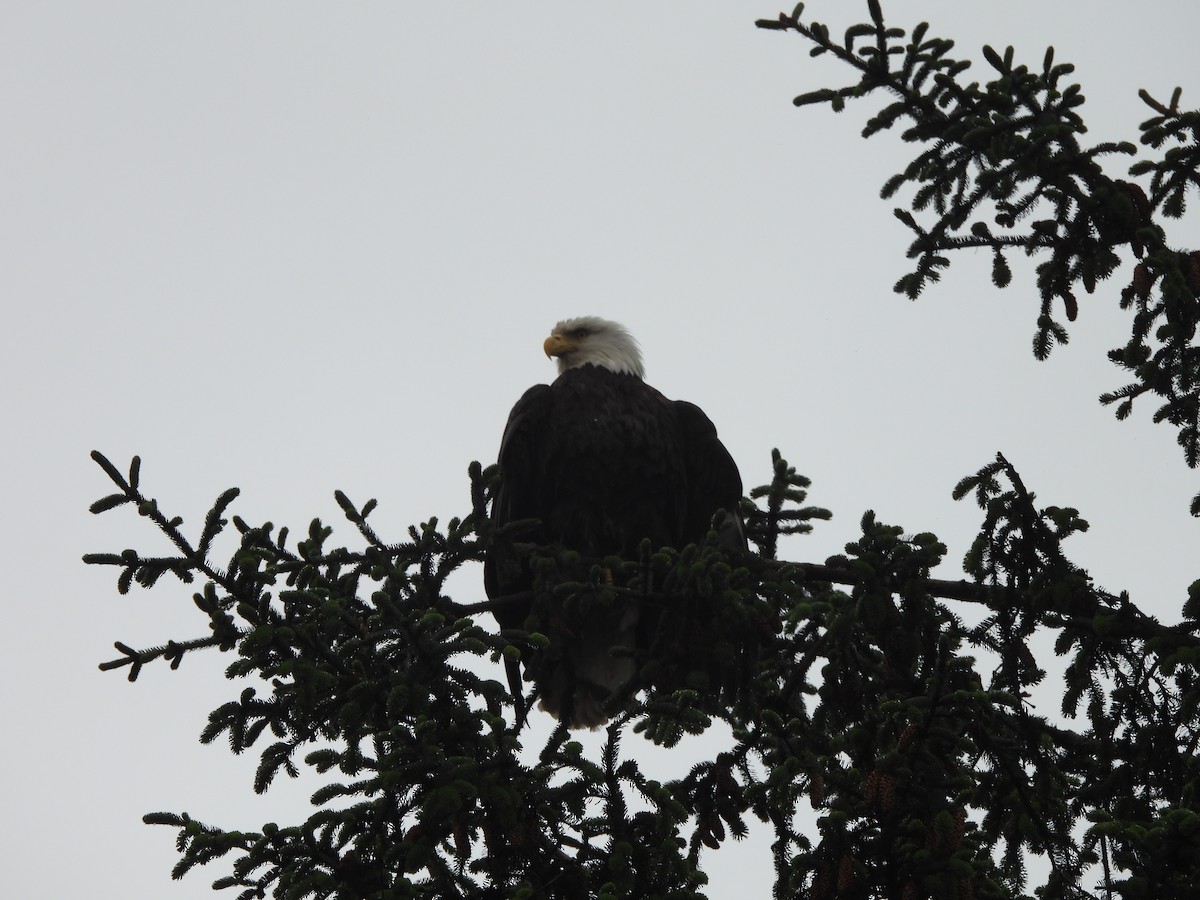Bald Eagle - ML646140502