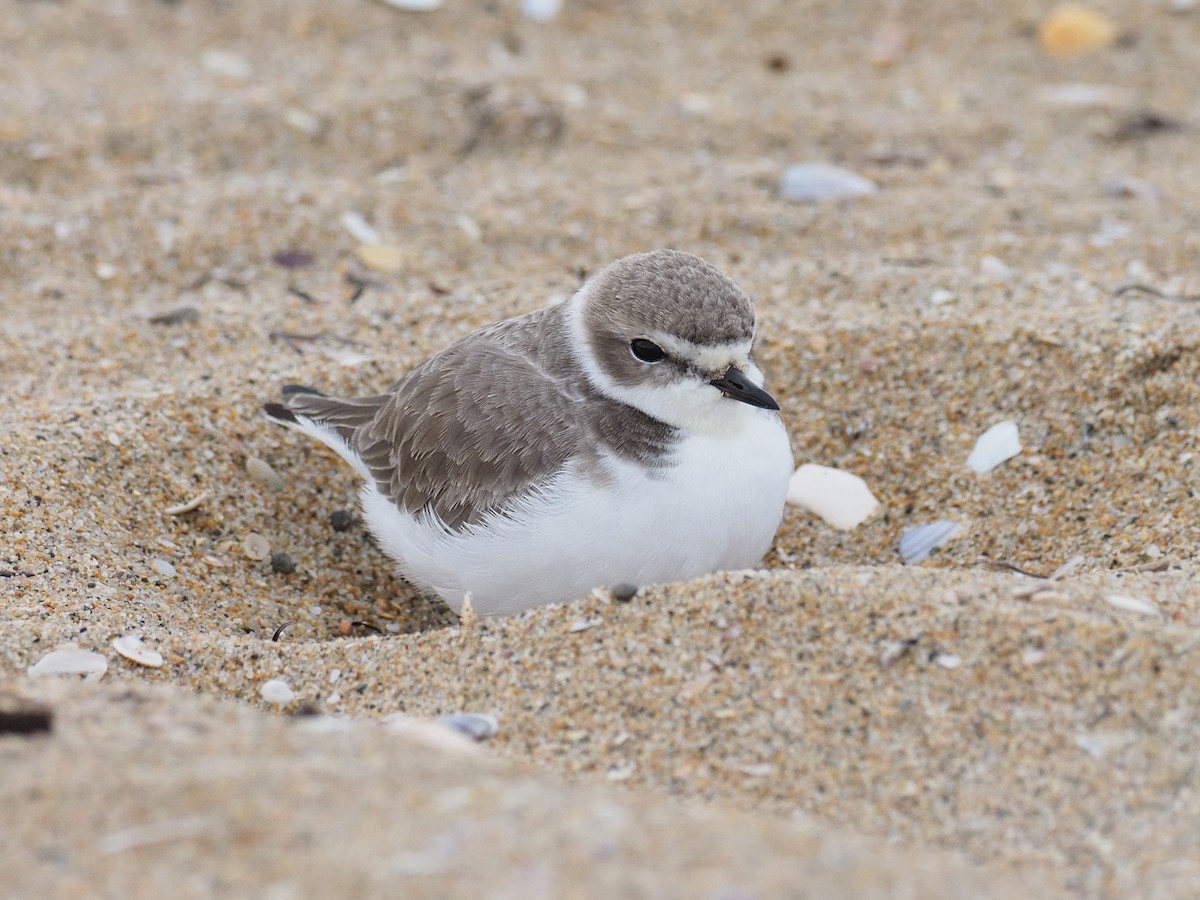 Snowy Plover - ML646140507