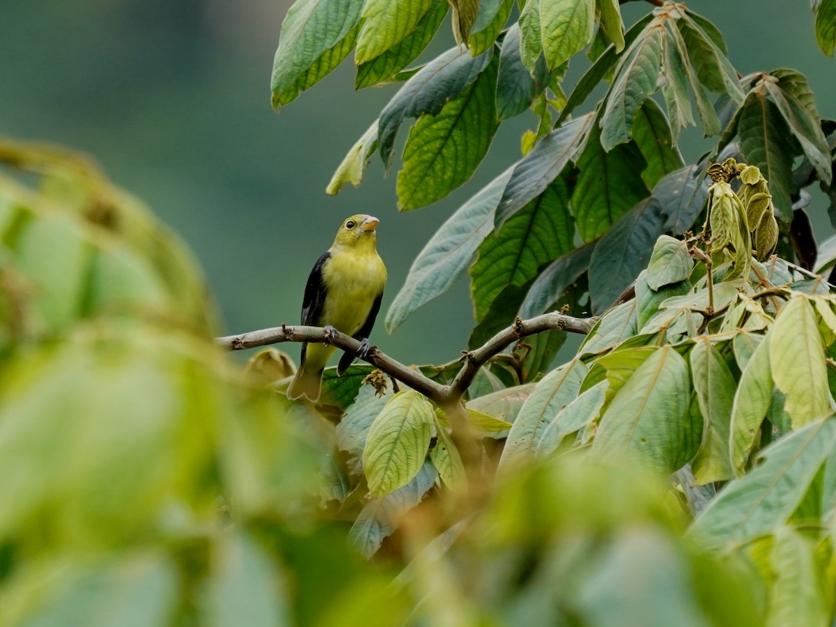 Scarlet Tanager - ML646140510