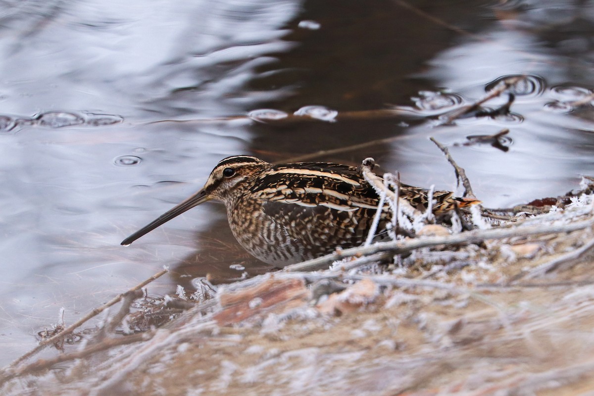 Wilson's Snipe - ML646140512