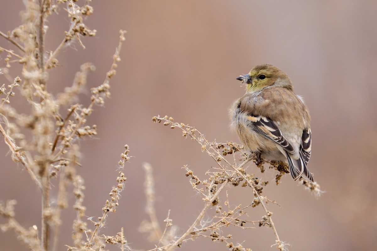American Goldfinch - ML646140524