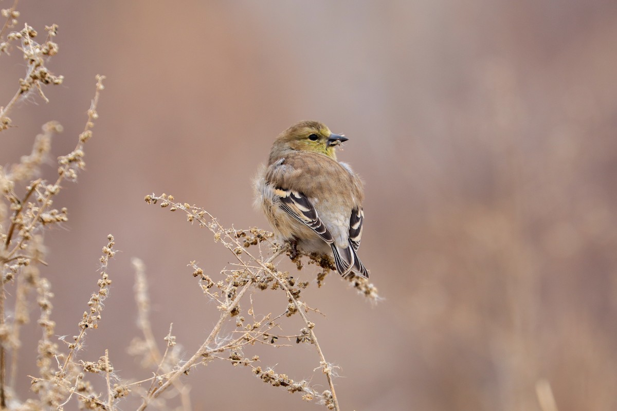 American Goldfinch - ML646140525