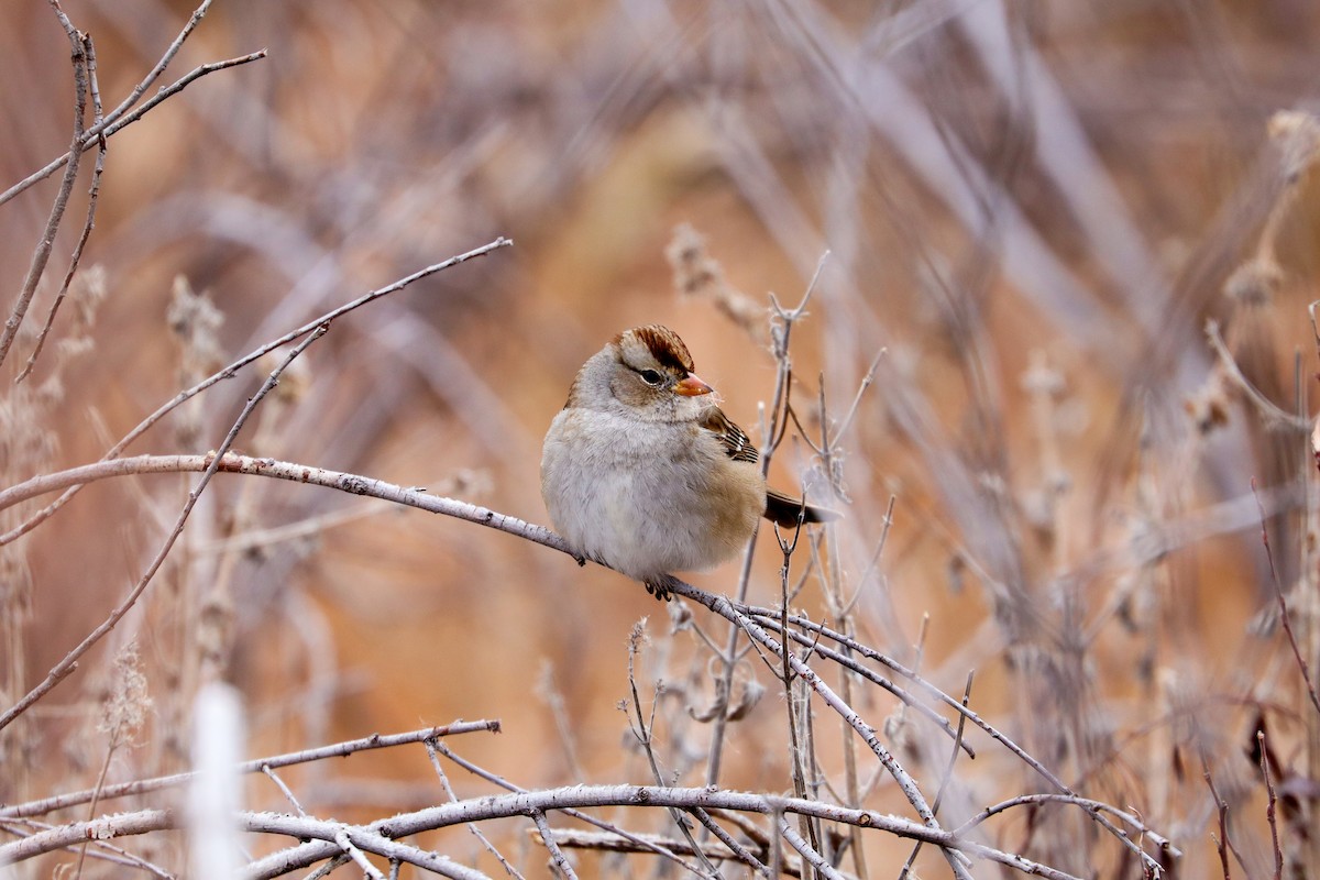 White-crowned Sparrow - ML646140529